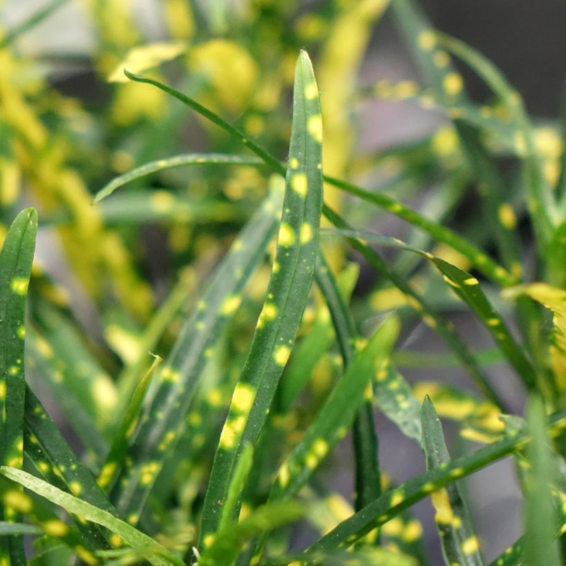 Kroton Pictum - Codiaeum variegatum var. pictum (Blad)