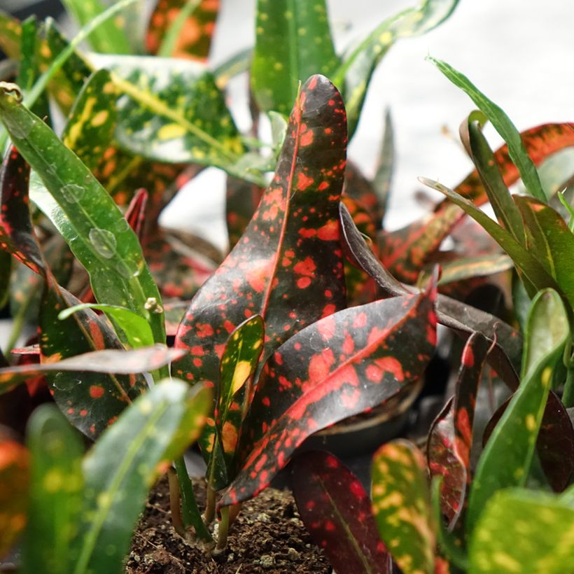 Kroton Red Batik - Codiaeum variegatum (Blad)