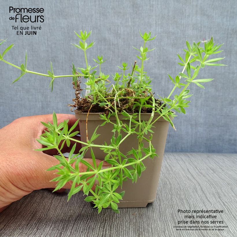 Exemplaar van Phuopsis stylosa - Perzische kruisjesplant Kweekpotje van 8/9 cm zoals geleverd in de zomer