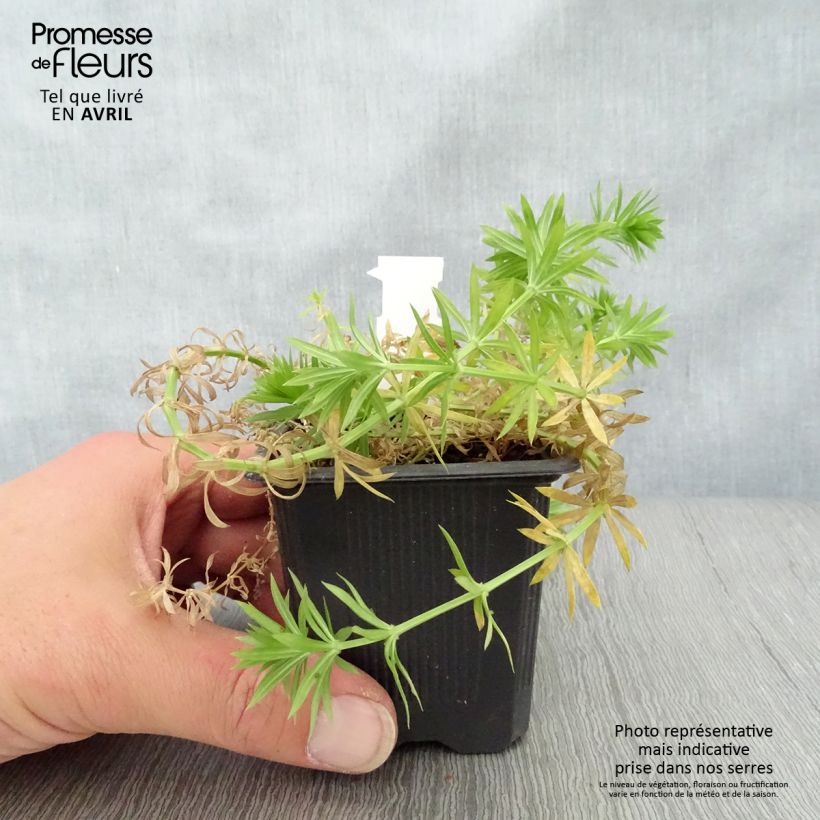 Exemplaar van Phuopsis stylosa - Perzische kruisjesplant Kweekpotje van 8/9 cm zoals geleverd in de lente