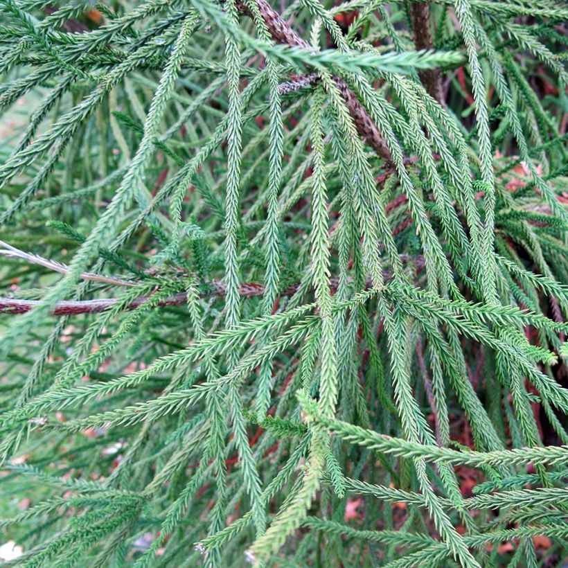 Cryptomeria japonica Araucarioides - Japanse cipres (Blad)