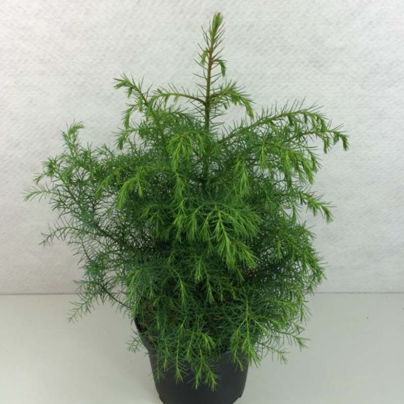 Cryptomeria japonica Elegans Viridis - Japanse cipres (Blad)