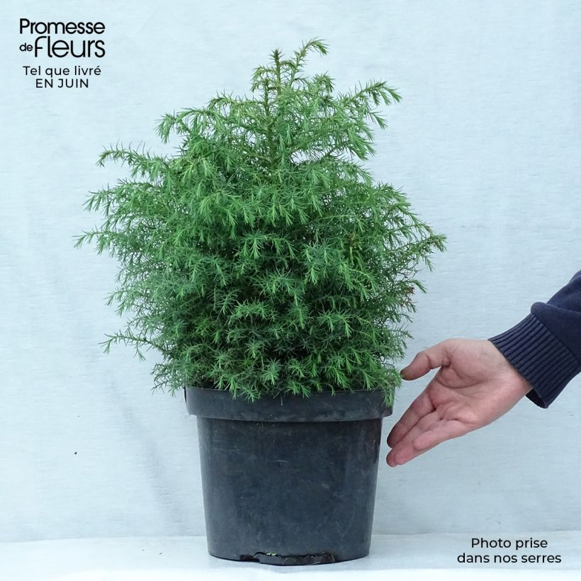 Exemplaar van Cryptomeria japonica Elegans Viridis - Japanse cipres Pot van 7,5 l/10 l zoals geleverd in de zomer
