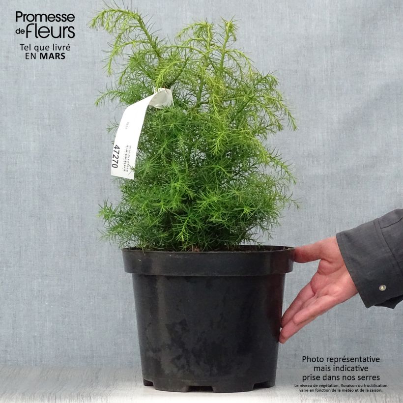 Exemplaar van Cryptomeria japonica Elegans Viridis - Japanse cipres Pot van 7,5 l/10 l zoals geleverd in de lente