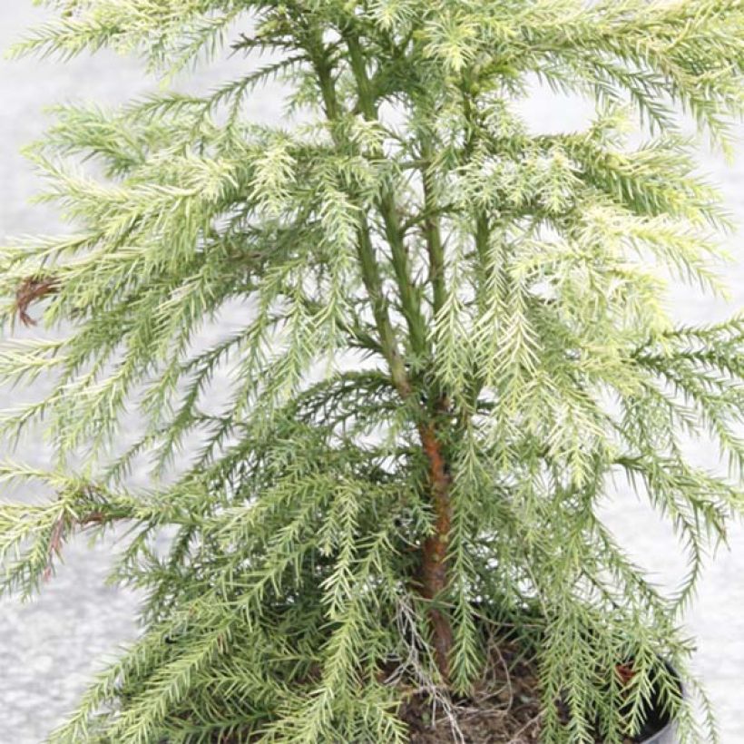 Cryptomeria japonica Sekkan Sugi - Japanse cipres (Blad)