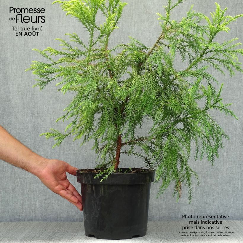 Exemplaar van Cryptomeria japonica Sekkan Sugi - Japanse cipres Pot van 7,5 l/10 l zoals geleverd in de zomer