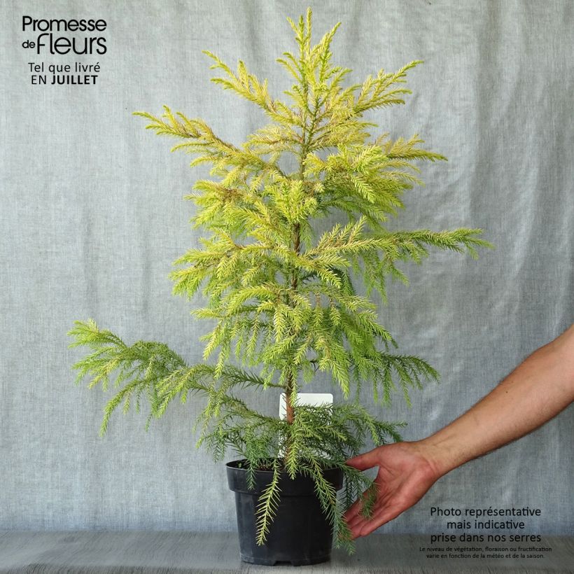 Exemplaar van Cryptomeria japonica Sekkan Sugi - Japanse cipres Pot van 2 l/3 l zoals geleverd in de zomer