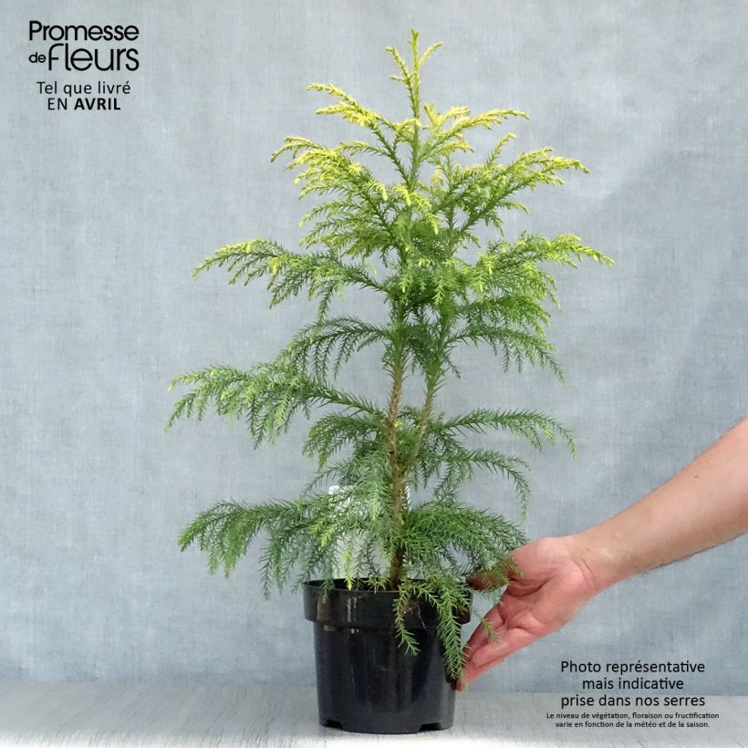 Exemplaar van Cryptomeria japonica Sekkan Sugi - Japanse cipres Pot van 2 l/3 l zoals geleverd in de lente