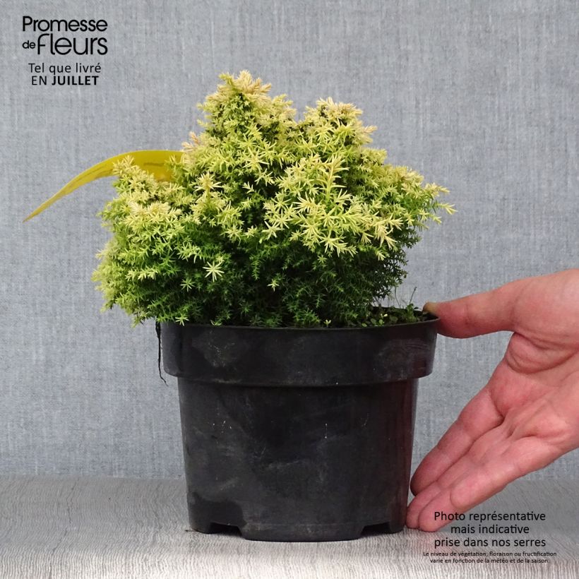 Exemplaar van Cryptomeria japonica Twinkle Toes - Japanse cipres Pot van 2 l/3 l zoals geleverd in de zomer