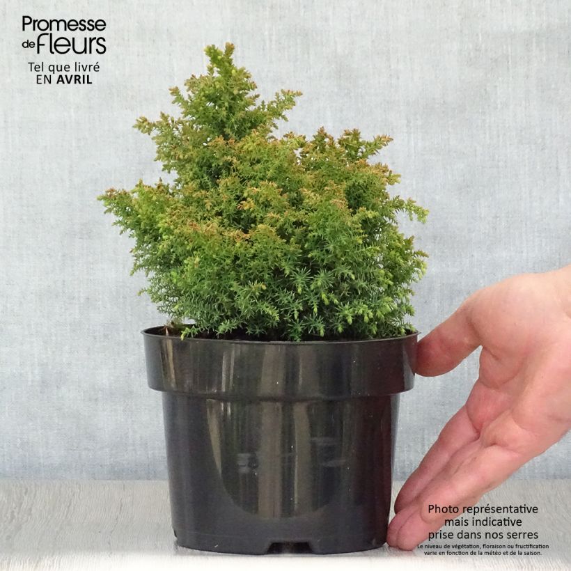 Exemplaar van Cryptomeria japonica Twinkle Toes - Japanse cipres Pot van 2 l/3 l zoals geleverd in de lente