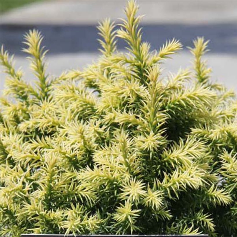 Cryptomeria japonica Vilmorin Gold - Japanse cipres (Blad)