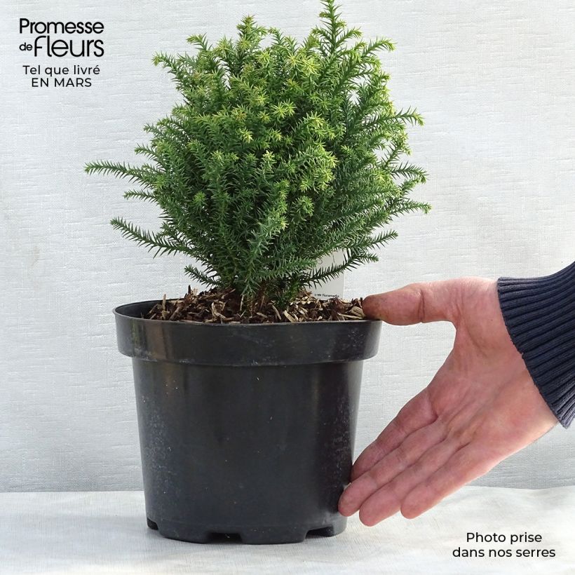 Exemplaar van Cryptomeria japonica Vilmorin Gold - Japanse cipres Pot van 2 l/3 l zoals geleverd in de lente