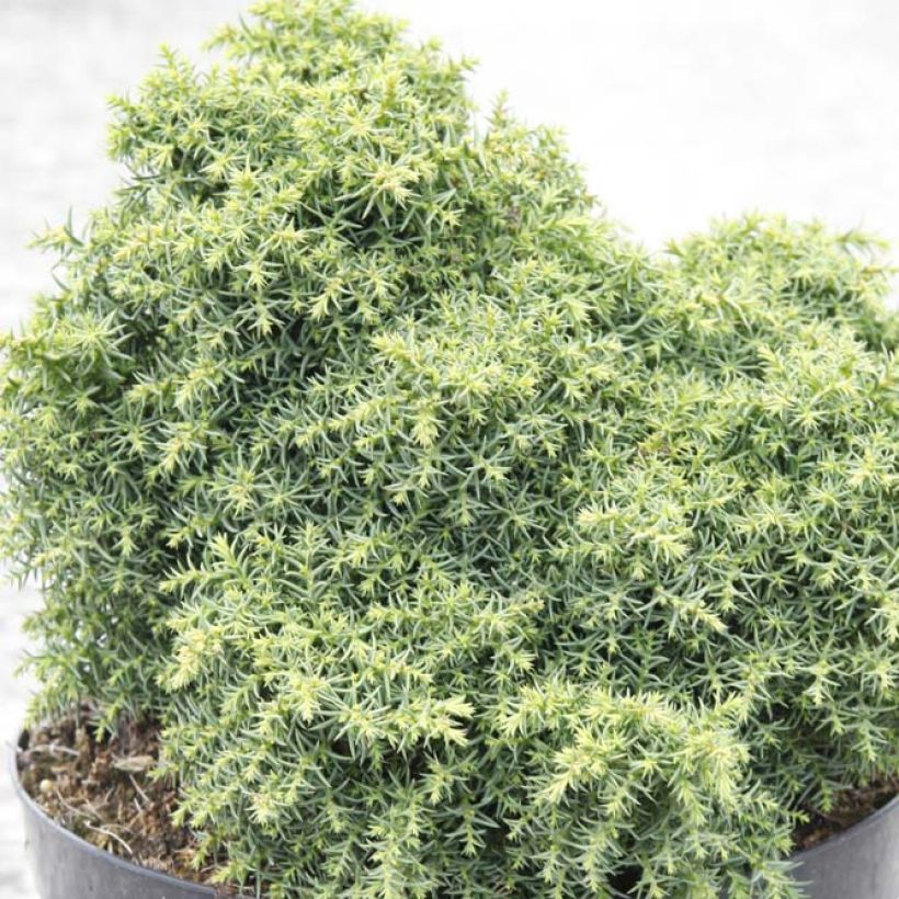 Cryptomeria japonica Yokohama - Japanse cipres (Blad)