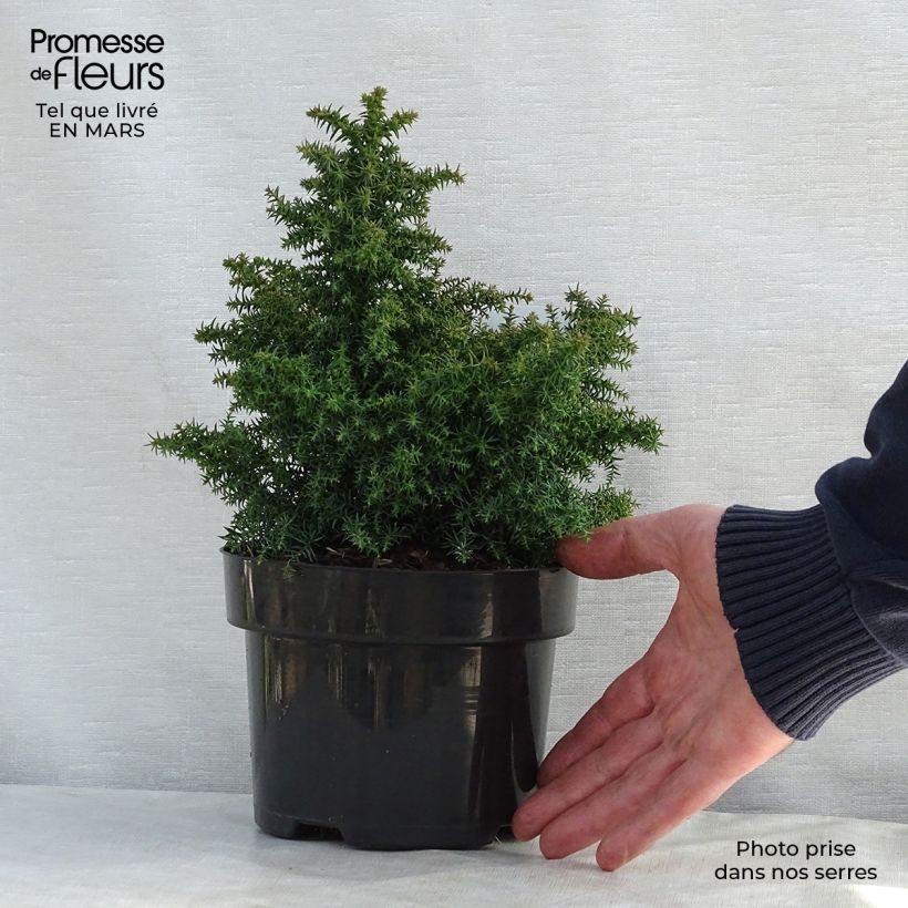 Exemplaar van Cryptomeria japonica Yokohama - Japanse cipres Pot van 2 l/3 l zoals geleverd in de lente
