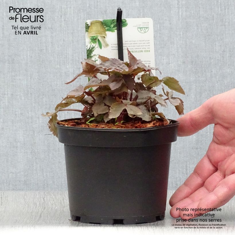 Exemplaar van Cryptotaenia japonica purpurea - Japanse peterselie Pot van 1,5 l/2 l zoals geleverd in de lente