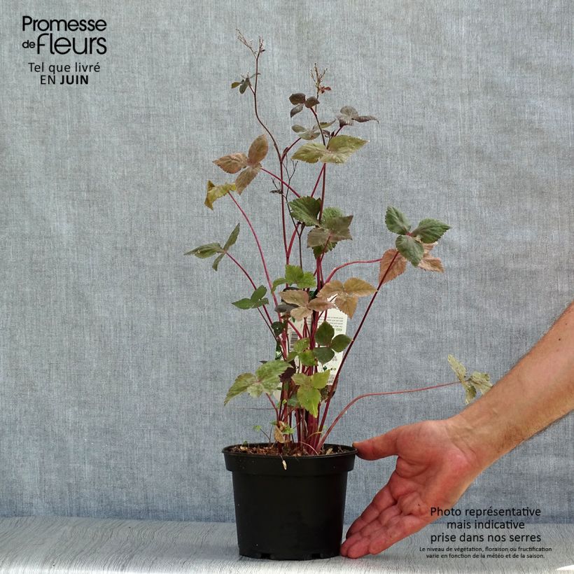 Exemplaar van Cryptotaenia japonica purpurea - Japanse peterselie Pot van 1,5 l/2 l zoals geleverd in de zomer