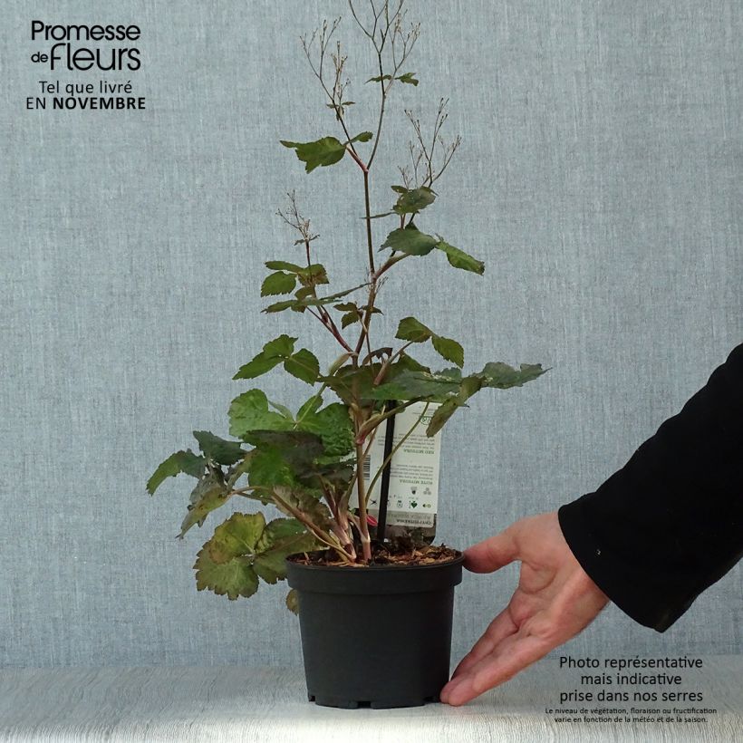 Exemplaar van Cryptotaenia japonica purpurea - Japanse peterselie Pot van 1,5 l/2 l zoals geleverd in de herfst