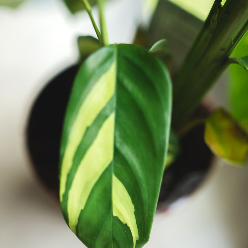 Ctenanthe Golden Mosaic - Calathea (Blad)