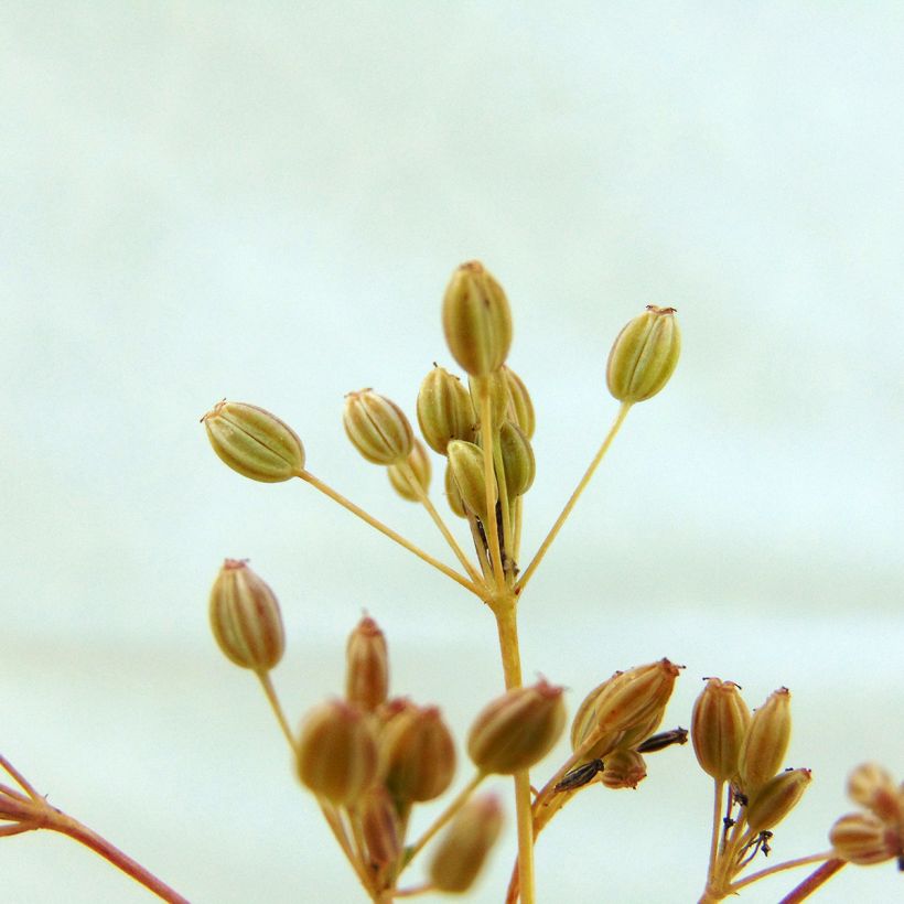 Carum carvi - Karwij (Oogst)