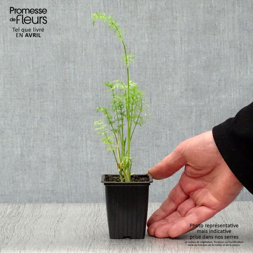 Exemplaar van Karwij BIO - Carum carvi Kweekpotje van 8/9 cm zoals geleverd in de lente