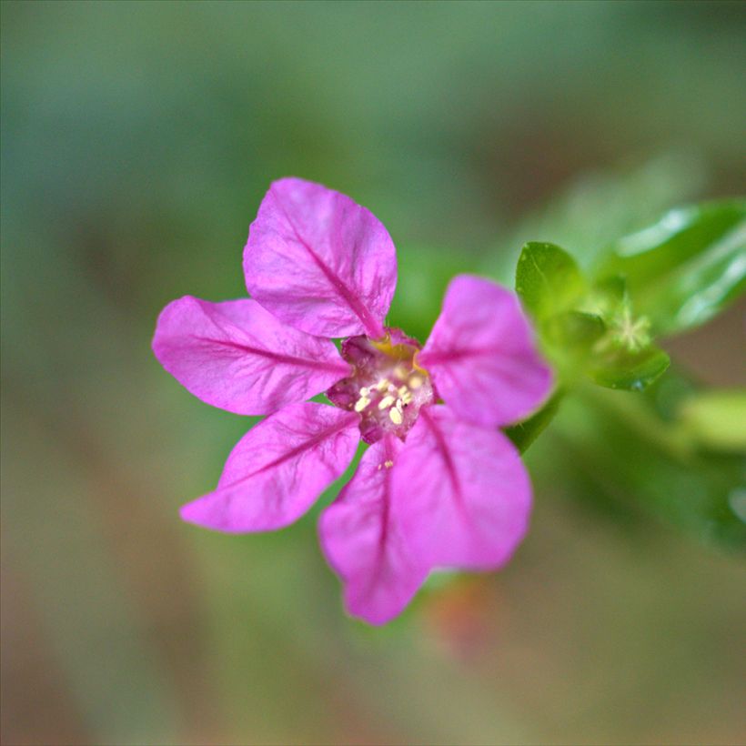 Cuphea hyssopifolia Purple - Mexicaanse heide (Bloei)