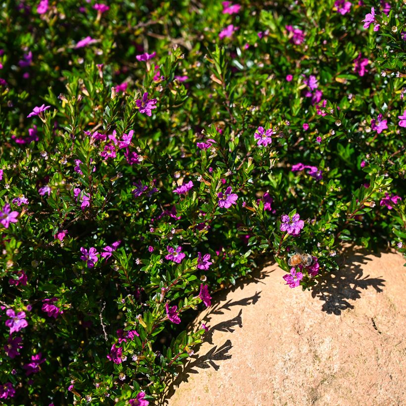 Cuphea hyssopifolia Purple - Mexicaanse heide (Groeiplaats)