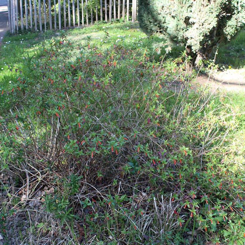 Cuphea ignea Scarlet - Luciferplant (Groeiplaats)