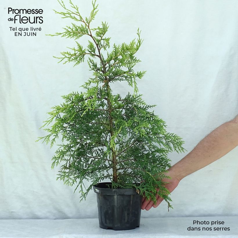 Exemplaar van Cupressocyparis leylandii Blue Jeans - Leylandcipres Pot van 3 l/4 l zoals geleverd in de zomer