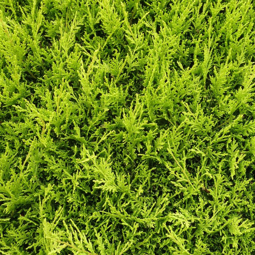 Cupressocyparis leylandii Blue Jeans - Leylandcipres (Blad)