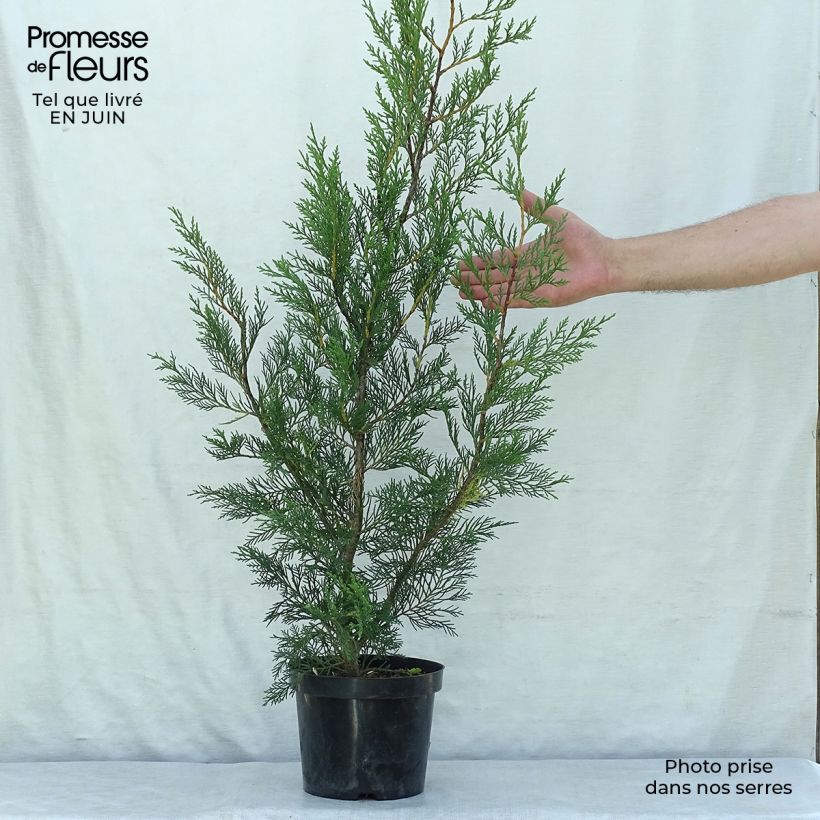 Exemplaar van Cupressocyparis leylandii - Leylandcipres Pot van 2 l/3 l zoals geleverd in de zomer