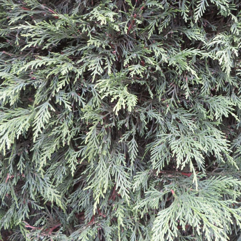 Cupressocyparis leylandii - Leylandcipres (Blad)