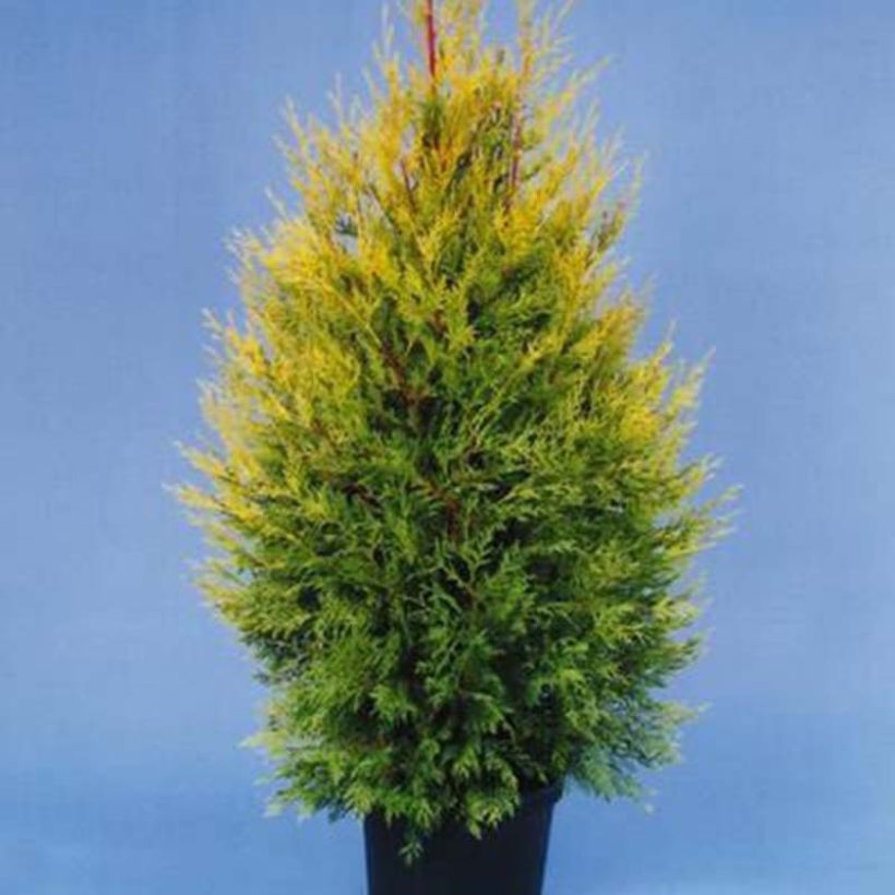 Cupressocyparis leylandii Excalibur Gold - Leylandcipres (Groeiplaats)