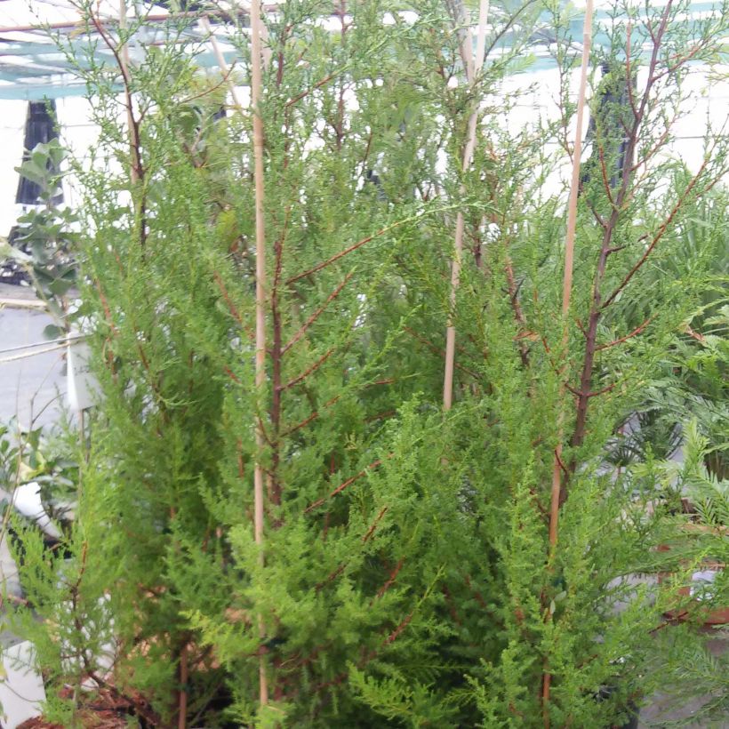 Cupressus macrocarpa - Montereycipres (Groeiplaats)
