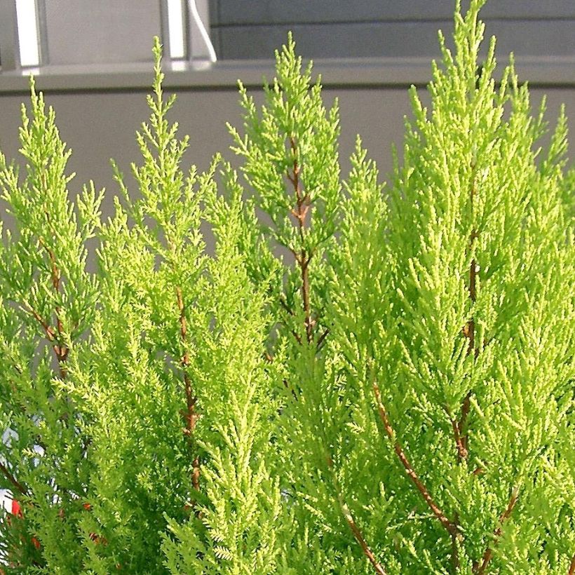 Cupressus macrocarpa Goldcrest - Kamercipres (Foliage)