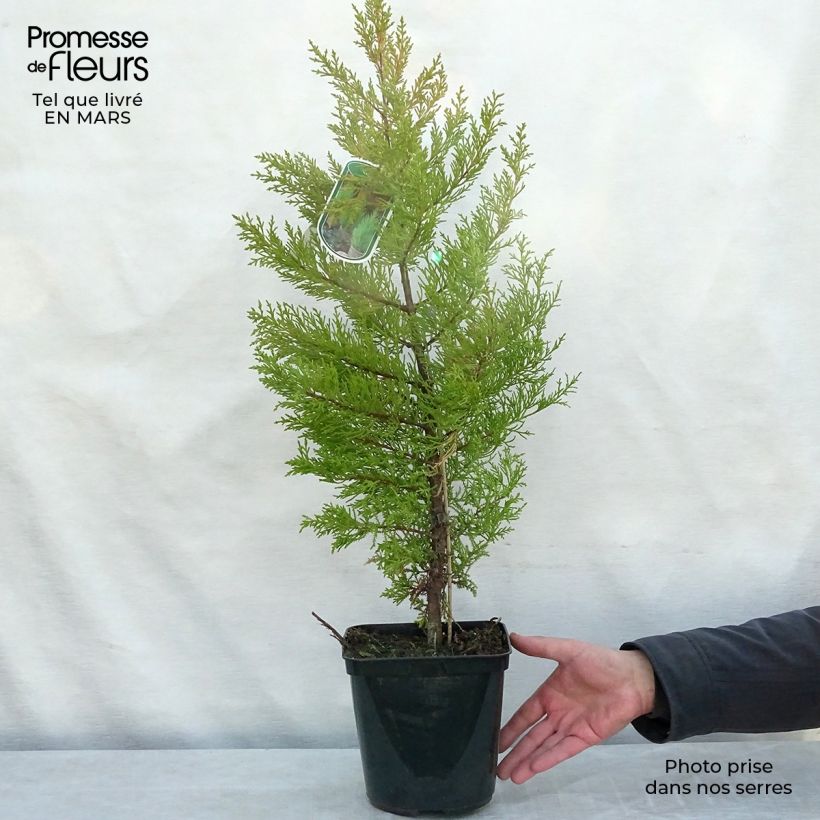 Example of Cupressus macrocarpa Goldcrest - Kamercipres Pot van 4 l/5 l as you get in printemps