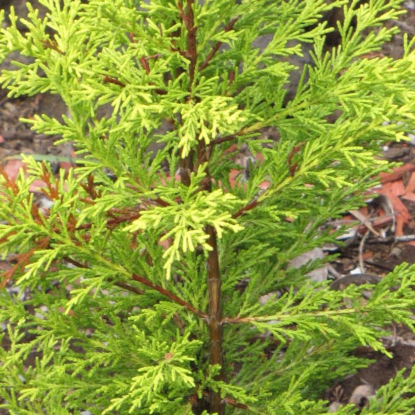 Cupressus macrocarpa Wilma - Kamercipres (Foliage)