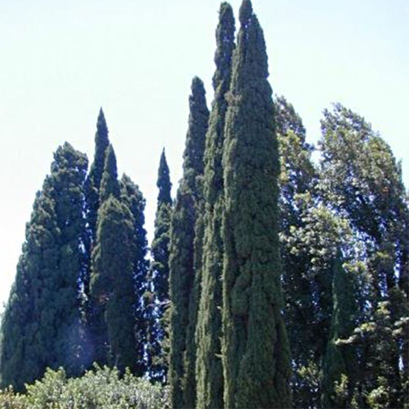 Cupressus sempervirens Pyramidalis - Italiaanse cipres (Groeiplaats)
