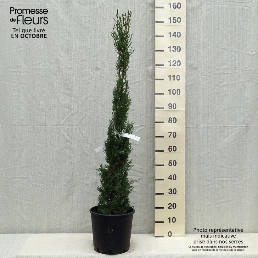 Exemplaar van Cupressus sempervirens Stricta - Italiaanse cipres Pot van 7,5 l/10 l zoals geleverd in de herfst