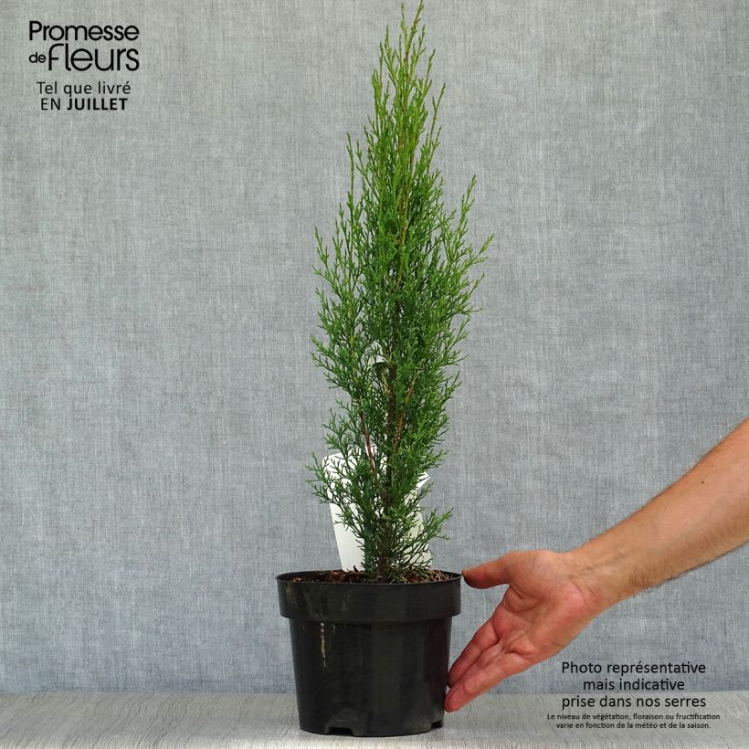 Exemplaar van Cupressus sempervirens Totem - Italiaanse cipres Pot van 2 l/3 l zoals geleverd in de zomer