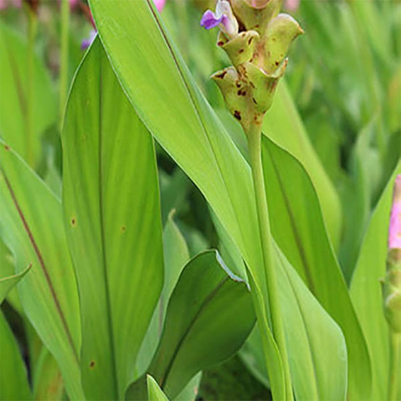 Curcuma alismatifolia Roze - Siamtulp (Blad)
