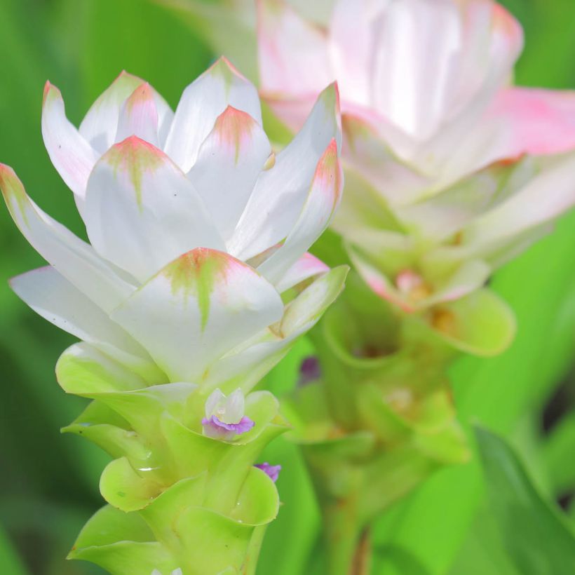 Curcuma alismatifolia Wit - Siamtulp (Bloei)