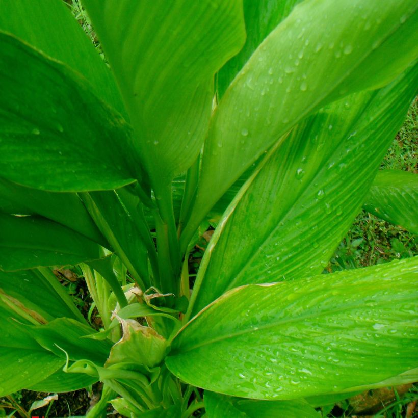 Curcuma longa - Kurkuma (Blad)