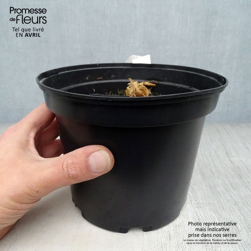 Exemplaar van Curcuma longa - Kurkuma Pot van 2 l/3 l zoals geleverd in de lente