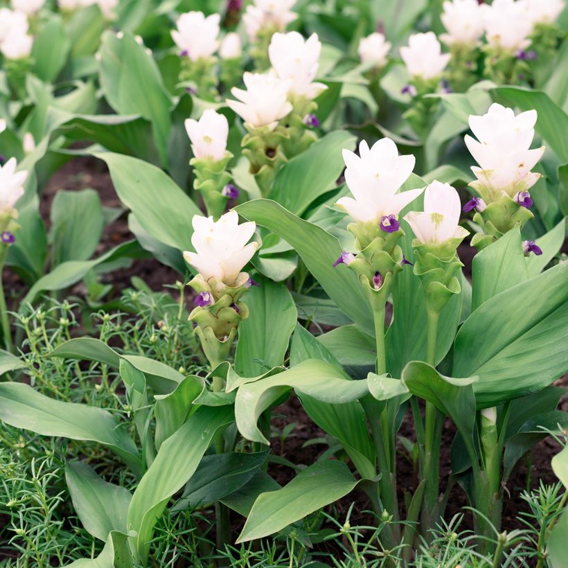 Curcuma alismatifolia Wit - Siamtulp (Groeiplaats)