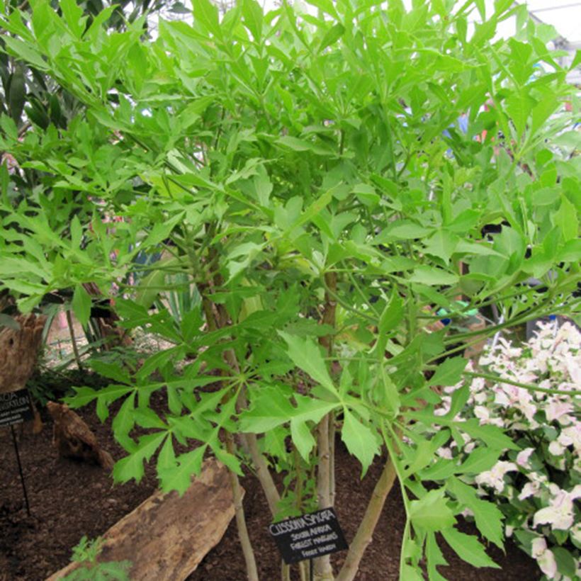 Cussonia spicata (Groeiplaats)