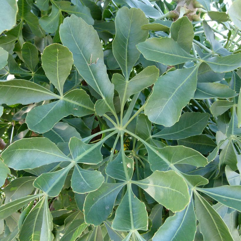 Cussonia spicata (Blad)