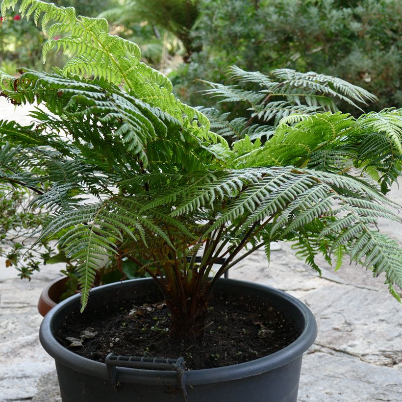 Cyathea australis - Boomvaren (Groeiplaats)