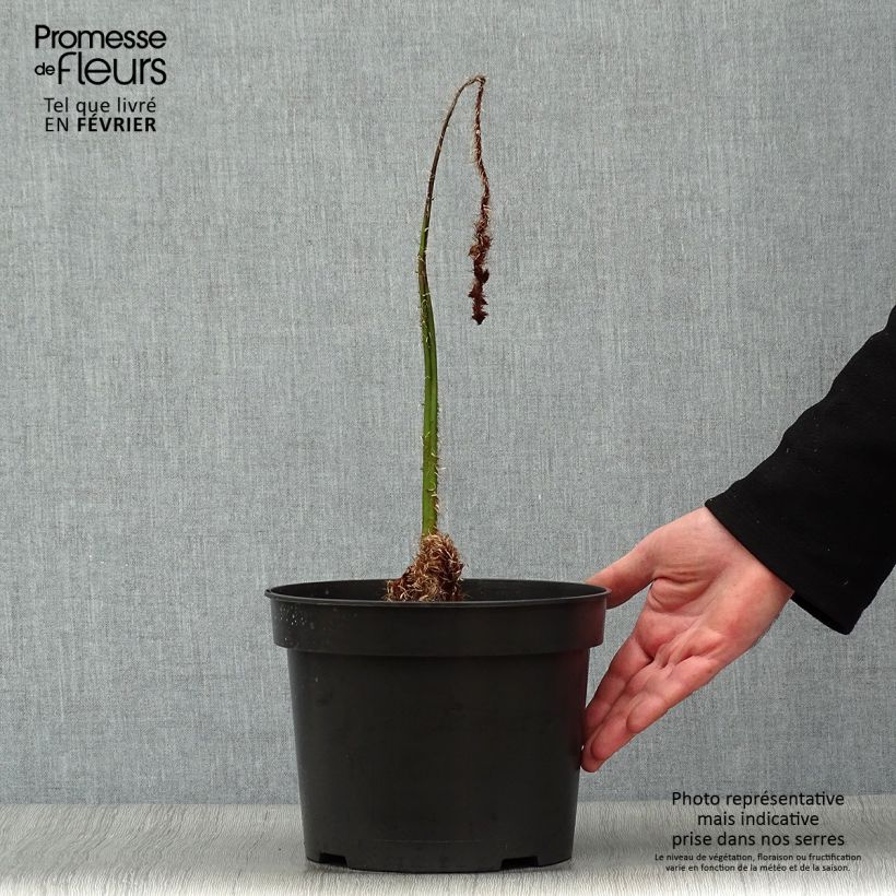 Exemplaar van Cyathea australis - Boomvaren Pot van 2 l/3 l zoals geleverd in de winter