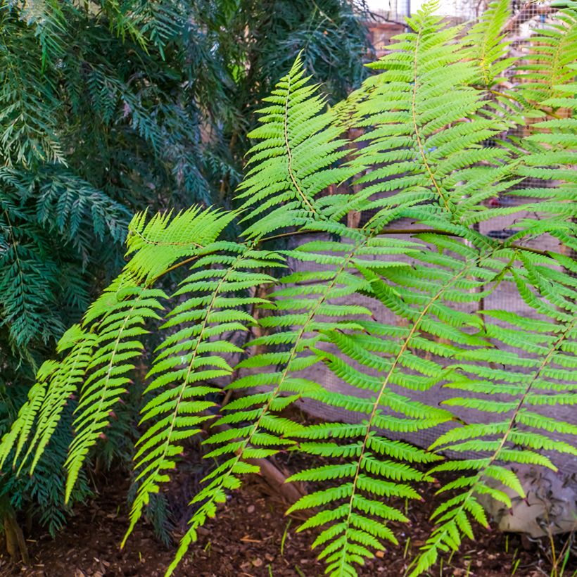 Cyathea australis - Boomvaren (Blad)