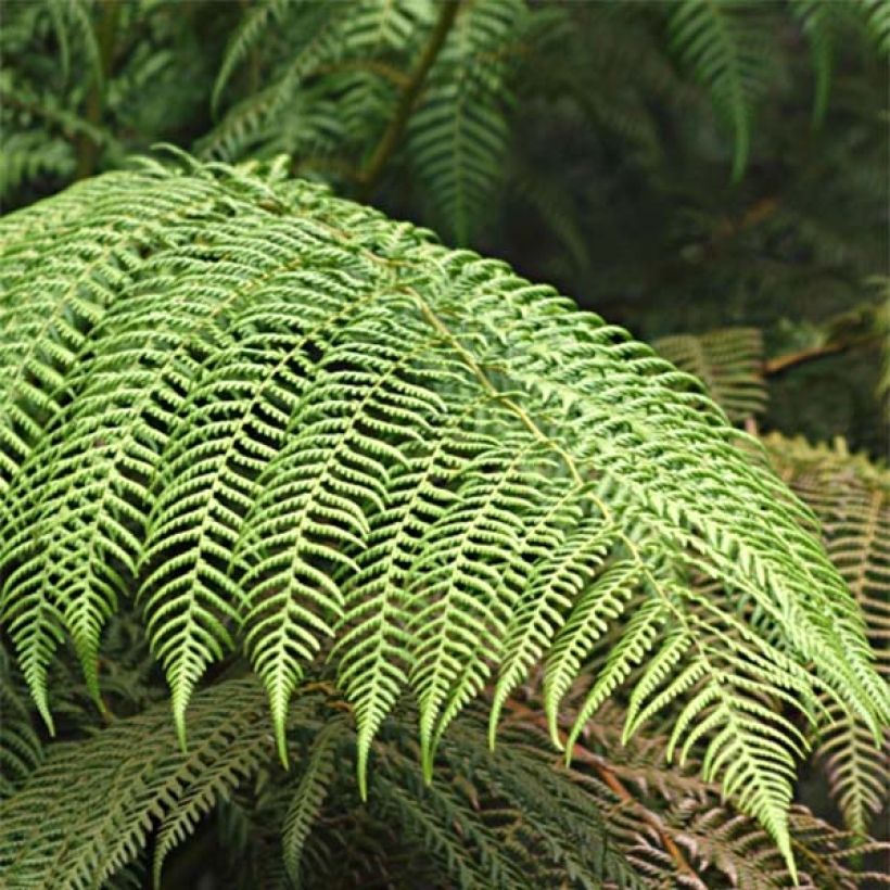Cyathea cooperi - Australische boomvaren (Blad)